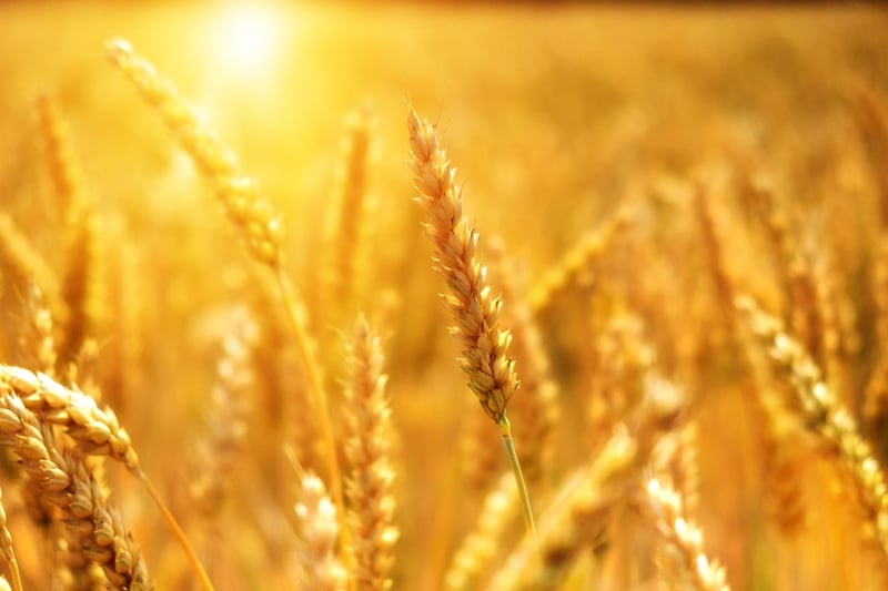 Protein-rich Grains
